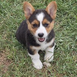 Female 2 - Black and tan female Pembroke Welsh Corgi puppy in Portland, North Dakota from Sliding stop corgis