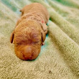 Yosemite - Red  male Goldendoodle puppy in Stockton, California from Port City Doodles