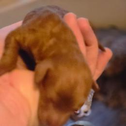 Sheldon - Red  male Poodle puppy in Statesboro, Georgia from Briar Creek Kennels