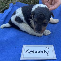 Boy 2 - male Wire Fox Terrier puppy in Timberlake, North Carolina from Lyndon Meadow Farm