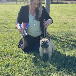 French Bulldog All Grown Up from HDH French Bulldogs