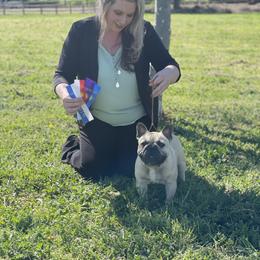 French Bulldog All Grown Up from HDH French Bulldogs