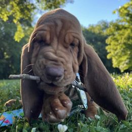 Bloodhounds from Houndsarunning Bloodhounds