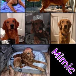 Mimic - Dark golden female Golden Retriever puppy in Sedalia, Missouri from Bee’s Retrievers