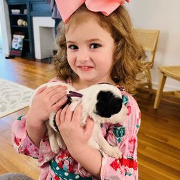 Goldendoodle Puppies from Pearl Grey Doodles