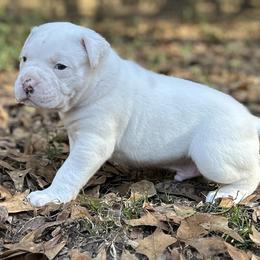 Pabo - White male American Bulldog puppy in Pace, Florida from Genesis American Bulldogs