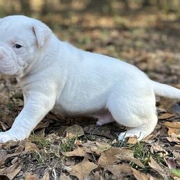 Pabo - White male American Bulldog puppy in Pace, Florida from Genesis American Bulldogs