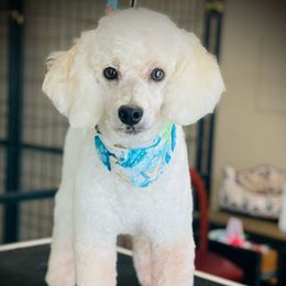 Sammy - Poodle