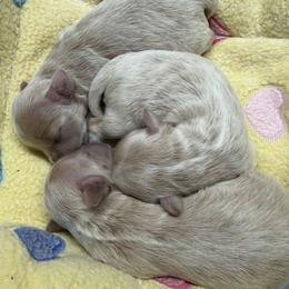 Maltipoo puppies from Doodle Pups Fur-Ever