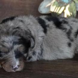 Jenny BMM Bigger Spots - Blue merle male Aussiedoodle puppy in Lawton, Oklahoma from Lindsey’s Aussies