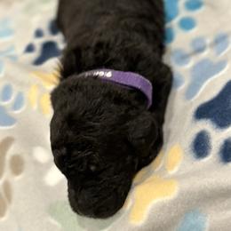 Goldendoodle and Poodle Puppies from Southern Stroll Poodles & Doodles