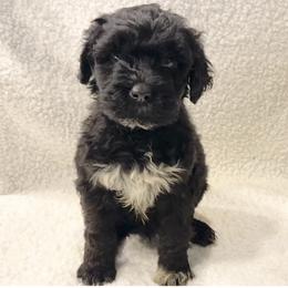 Mr Little Drummer Boy - Black and white male Portuguese Water Dog puppy in Grants Pass, Oregon from Rogue River Portuguese Water Dogs
