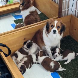 Nederlandse Kooikerhondje Puppies from Lenders Land
