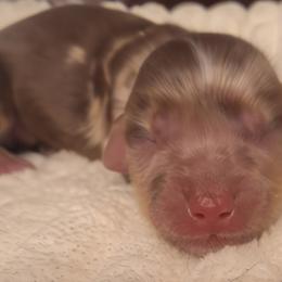 Rain - Dapple male Dachshund puppy in Hiddenite, North Carolina from Dannie's Doxies