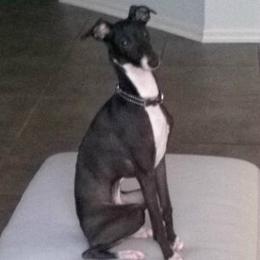 Italian Greyhound puppies from Quality Italian Greyhounds