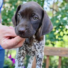 Aurora - Liver and white female German Shorthaired Pointer puppy in North Branch, Minnesota from Chrishelle Farm