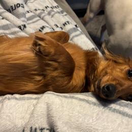 Delilah - Dachshund