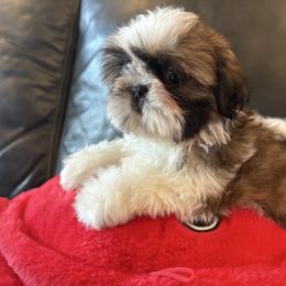 Puppy Boy 3 - Gold and white male Shih Tzu puppy in Strafford, Missouri from Intuition Shih Tzu