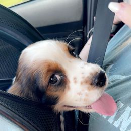 English Springer Spaniel Puppies from Savannah River Springers