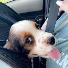 English Springer Spaniel Puppies from Savannah River Springers