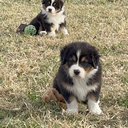 Australian Shepherd Puppies from South Ridge Aussies