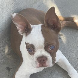 Cindy - Boston Terrier