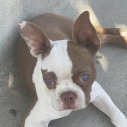 Cindy - Boston Terrier