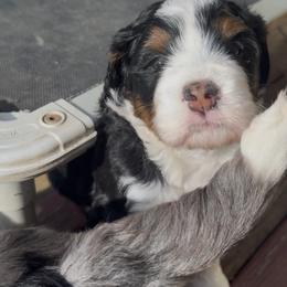 Doc - Tri-color male Bernedoodle puppy in Campbellsville, Kentucky from Blue Belle Hills Bernedoodles
