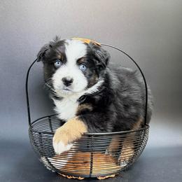 Maverick - Black tri male Miniature Australian Shepherd puppy in Covington, Pennsylvania from Rigas Mini Aussies LLC
