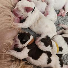 Spinoni Italiani from Sugar River Spinoni