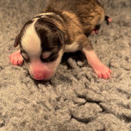 Girl 2 - Tri-color female Pomsky puppy in Michigan from Blue Water Pomskies