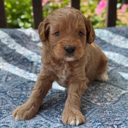 Lainey - Red  female Goldendoodle puppy in Wharton, Texas from Little Fur Friends