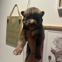 Girl 3 - Red and white female Siberian Husky puppy in Pelham, Alabama from Tails & Belles Dog Breeding
