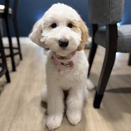 Bernedoodle, Goldendoodle, and Sheepadoodle Puppies from High Desert Doodles