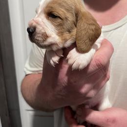 Boy 1 - Lemon and white male Basset Hound puppy in Noblesville, Indiana from Russell Bassets
