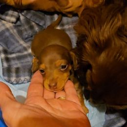 Girl 4 - Chocolate and tan female Dachshund puppy in Edinburg, Virginia from Hunter Lane Dachshunds