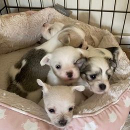 Maltese, Morkies, and Yorkshire Terriers from Mountain Top Hot Tailz