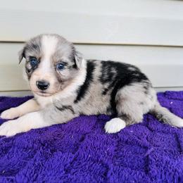 Opal - Blue merle female Australian Shepherd puppy in Charlotte, North Carolina from Awesome Aussies