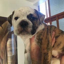 Olde English Bulldogge Puppies from Gods Of Olympus Bulldogges