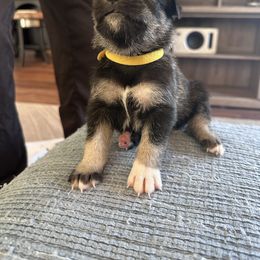 Girl 2 - Black female Companion Cross puppy in Summerfeld, Florida from Amazing Standard Schnauzers