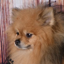 Shiloh - Pomeranian