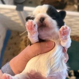 Mint - Black and white female Shih Tzu puppy in Berkeley Springs, West Virginia from Sandridge Shih Tzus