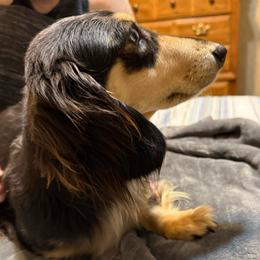 Cici - Dachshund