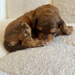 Scooby - Phantom male Goldendoodle puppy in Twin Falls, Idaho from Burrow & Bone