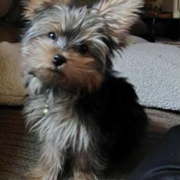 Pomeranian and Yorkshire Terrier Puppies from Pam Ackley