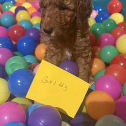 Girl 3 - Brown female Poodle puppy in Detroit, Michigan from Pretty Spoiled Spoos llc
