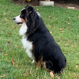 Twister - Miniature Australian Shepherd