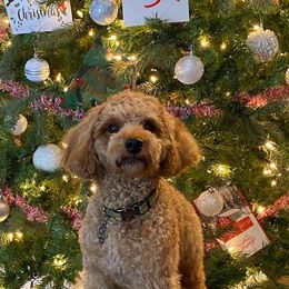 Cockapoo Puppies from Coco's Cocopuffs