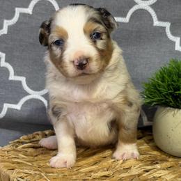 Cinch - Blue merle male Miniature American Shepherd puppy in Clinton, Missouri from Mockingbirds American Minis