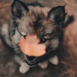 Siberian Husky Puppies from Hill Top Huskies